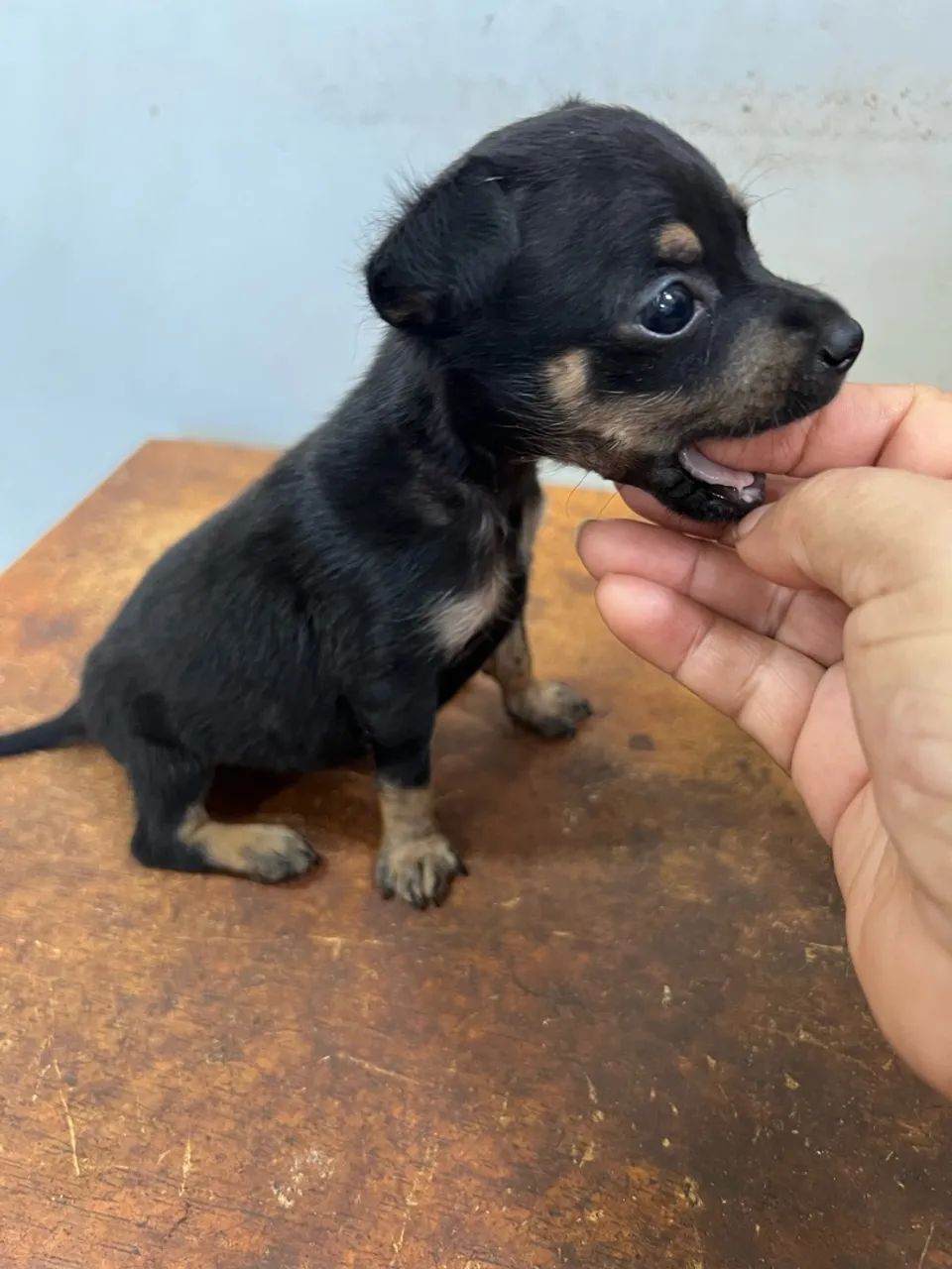 Pinscher macho - Foto 3