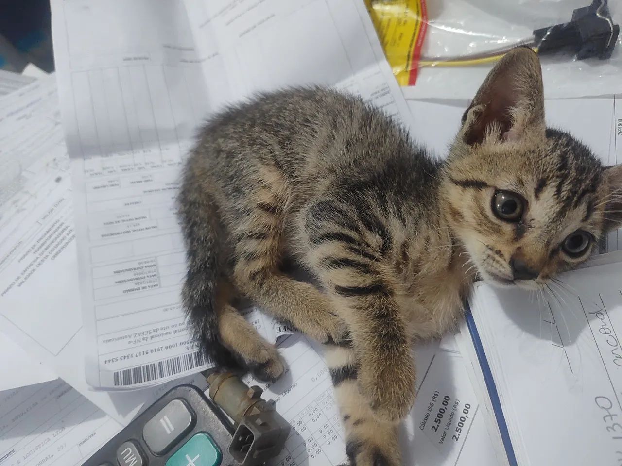 Gatos para adocao - Foto 2