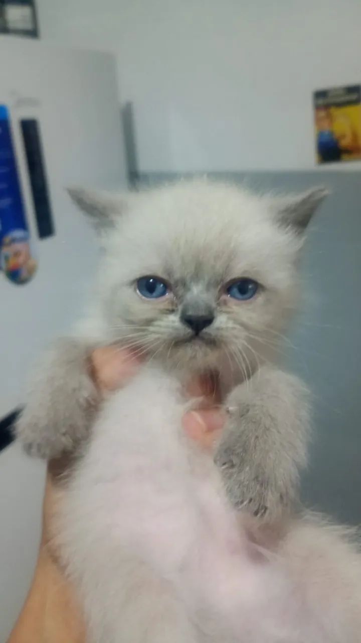 Gato persa macho cinza com creme.  - Foto 2