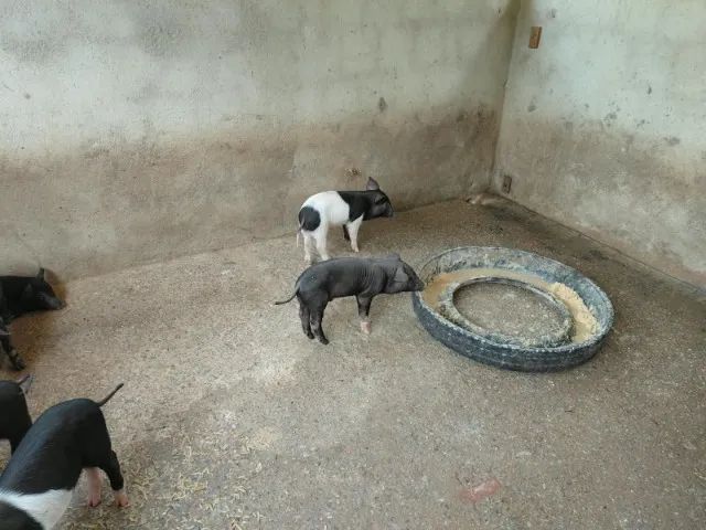 Leitões e leitoas  - Foto 4