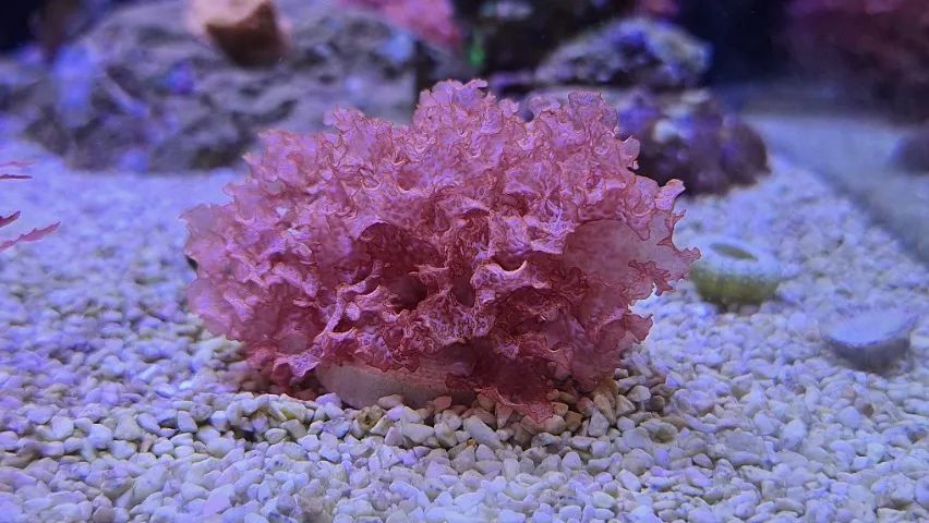 Macro Alga Atomic Broccoli - Aquario Marinho 