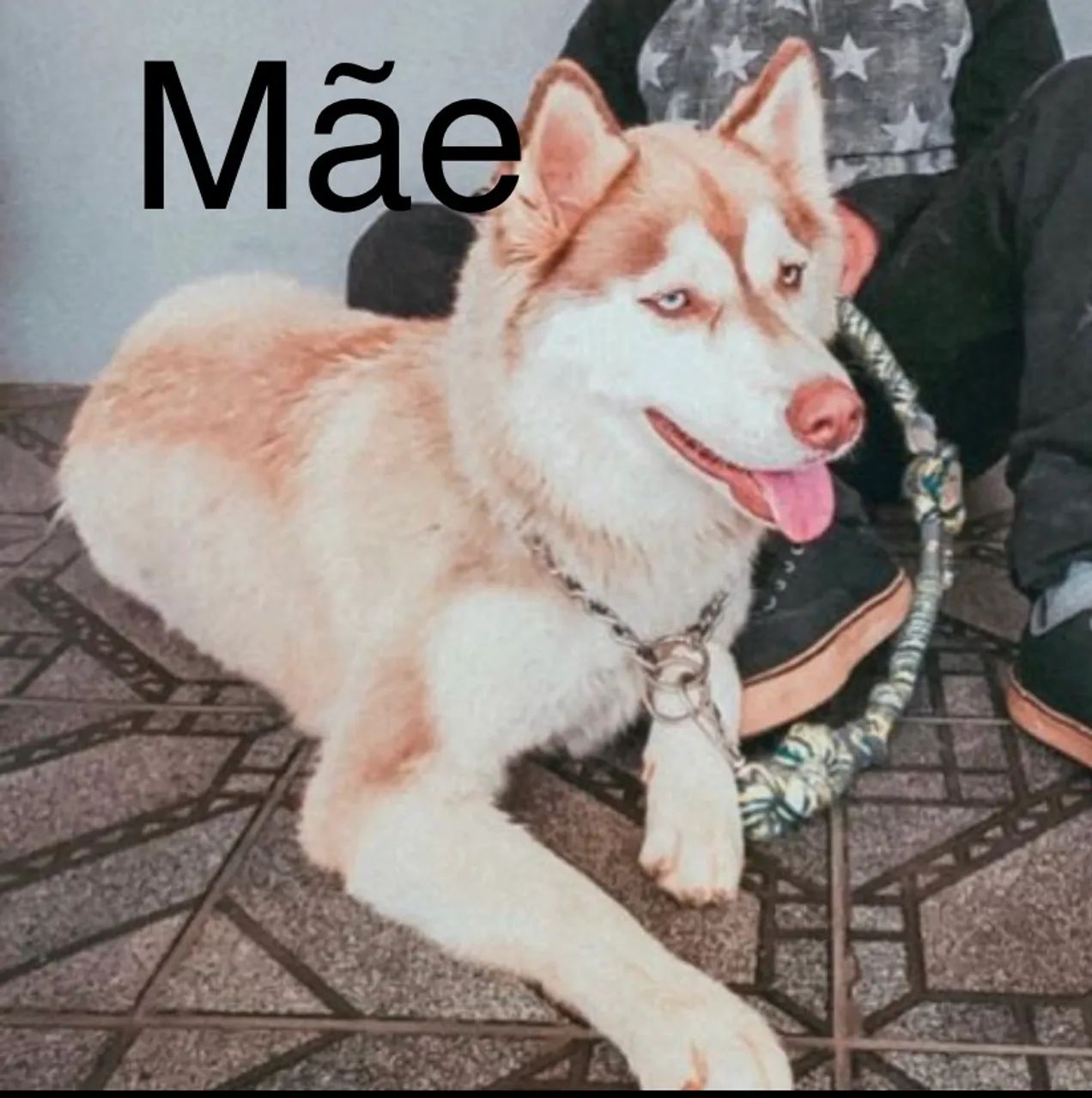 LINDOS FILHOTES DE HUSKY WOOLY - Foto 5