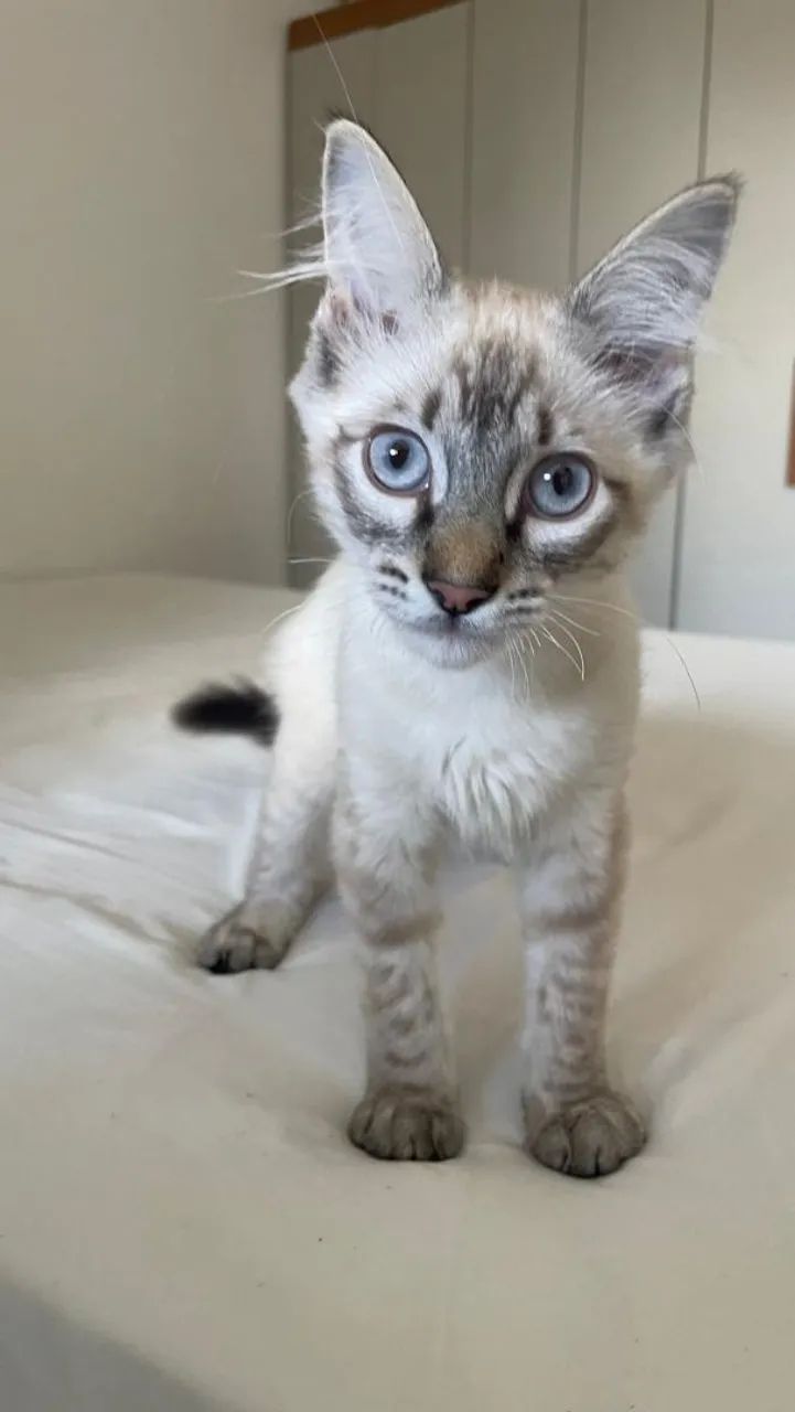 Gatinho macho para adoção responsável 