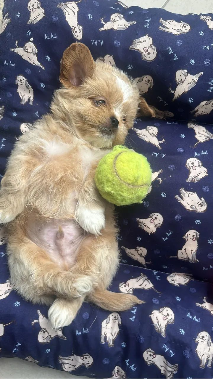 shih tzu macho mini  - Foto 3