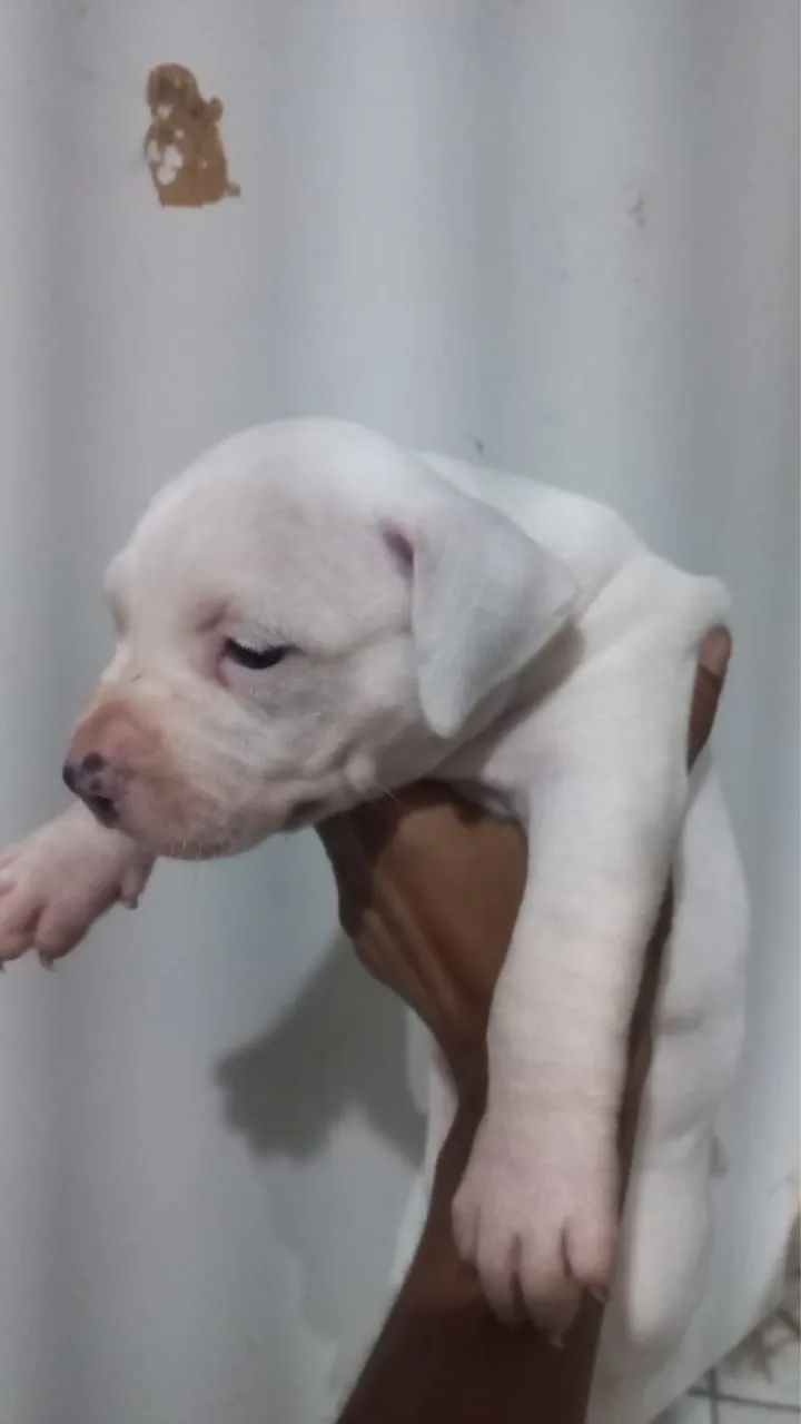 Pitbull  - Foto 4