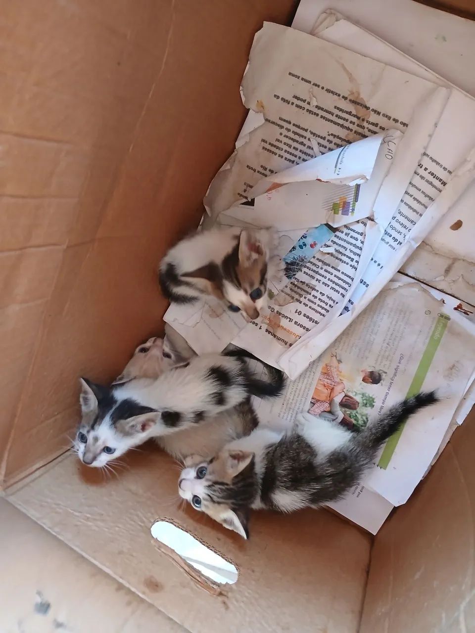 Doação gato