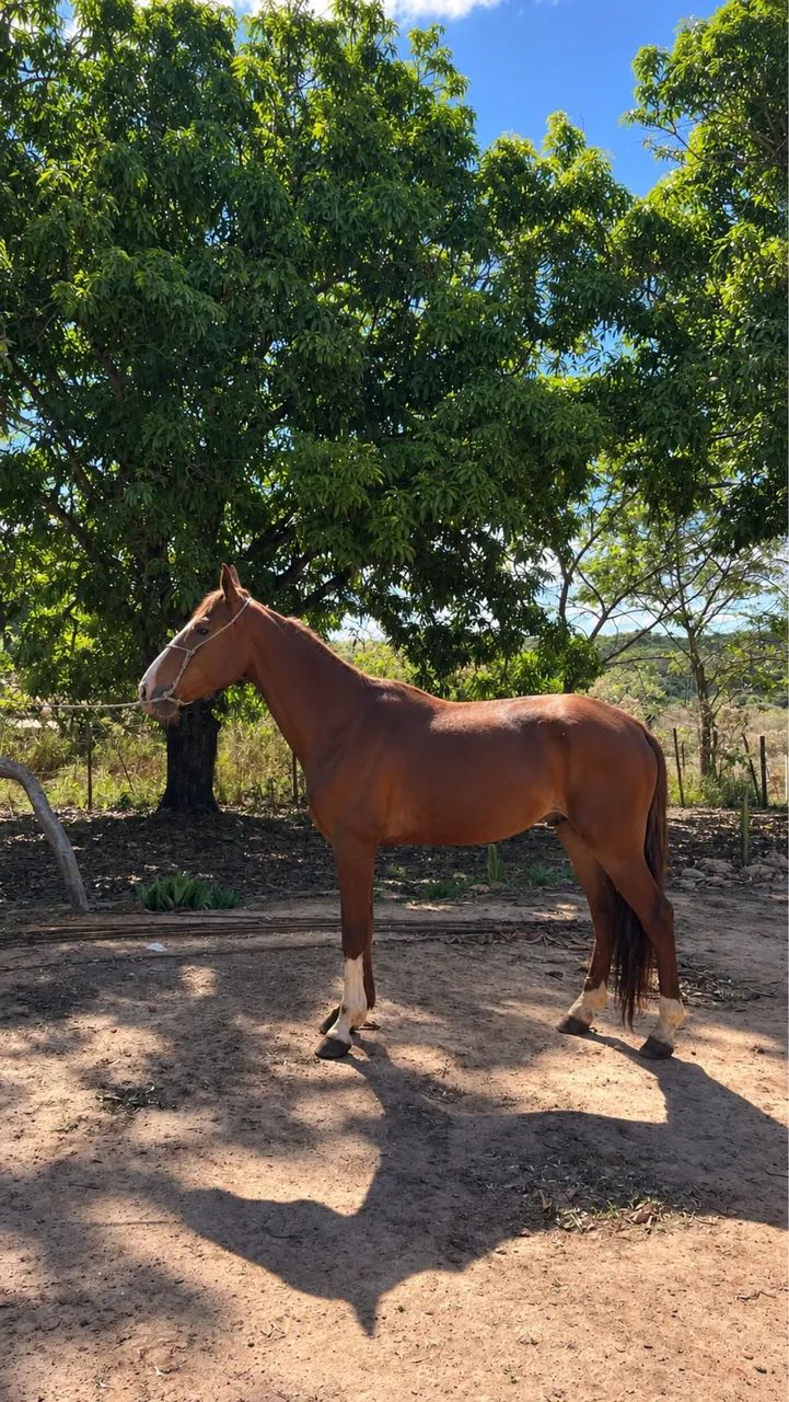 Cavalo