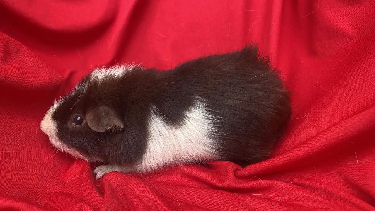 Porquinho da índia Teddy 