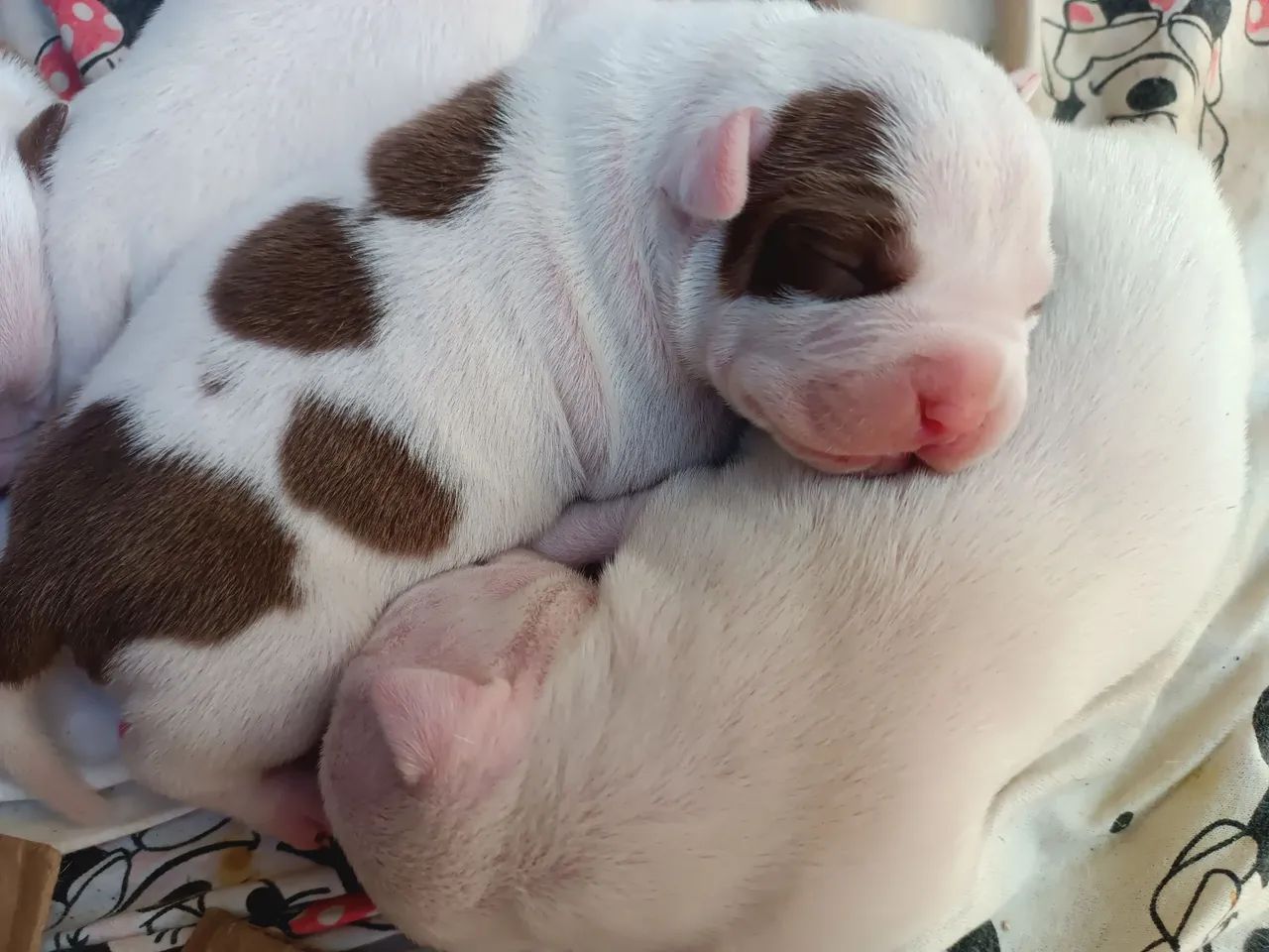 Filhotes de Pitbull  - Foto 2
