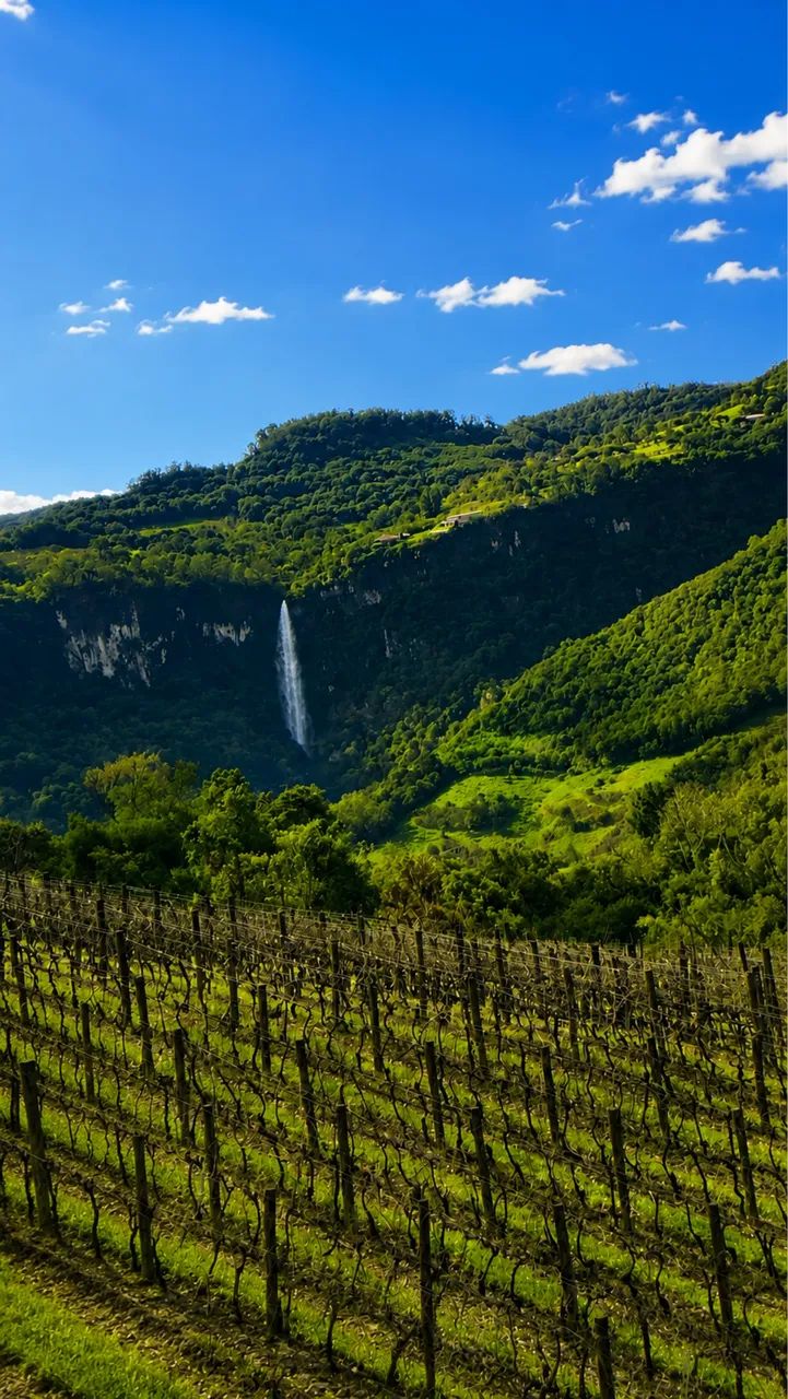 Vale dos Vinhedos  - Foto 5