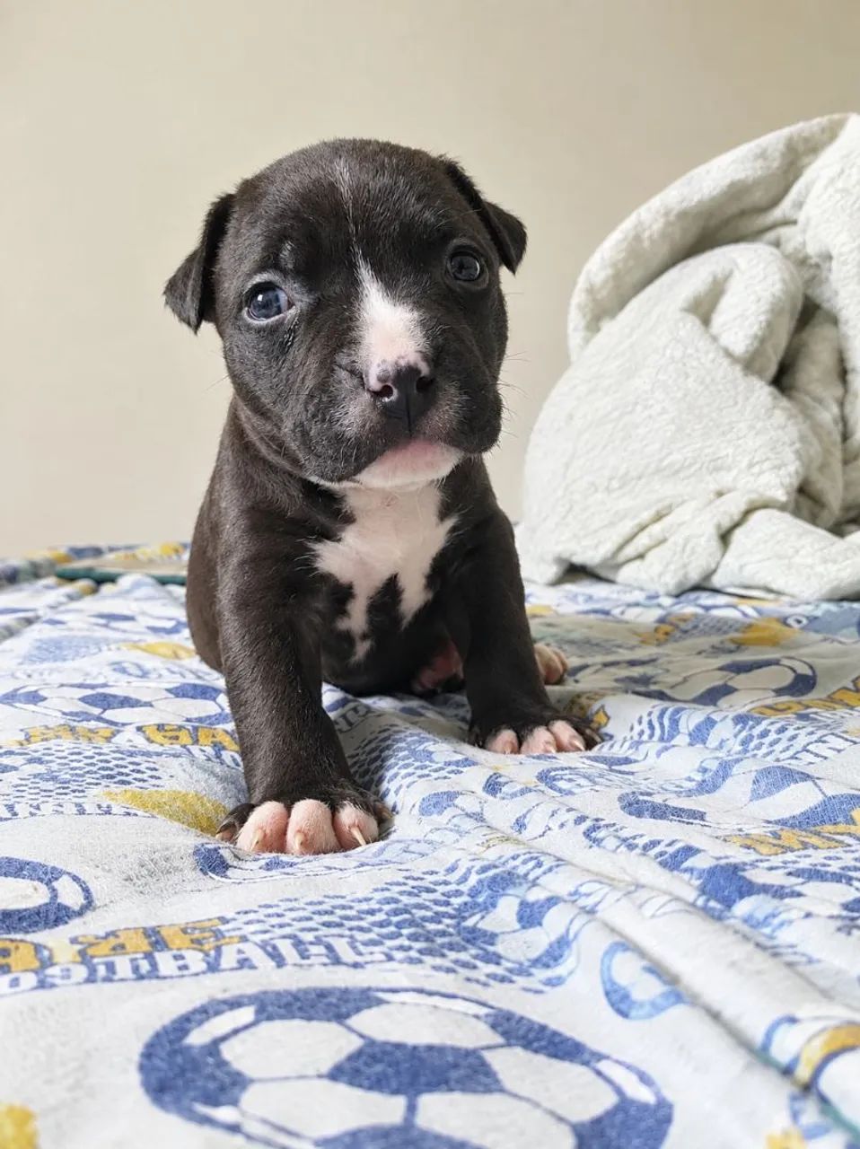 Vende-se Pitbull  - Foto 4