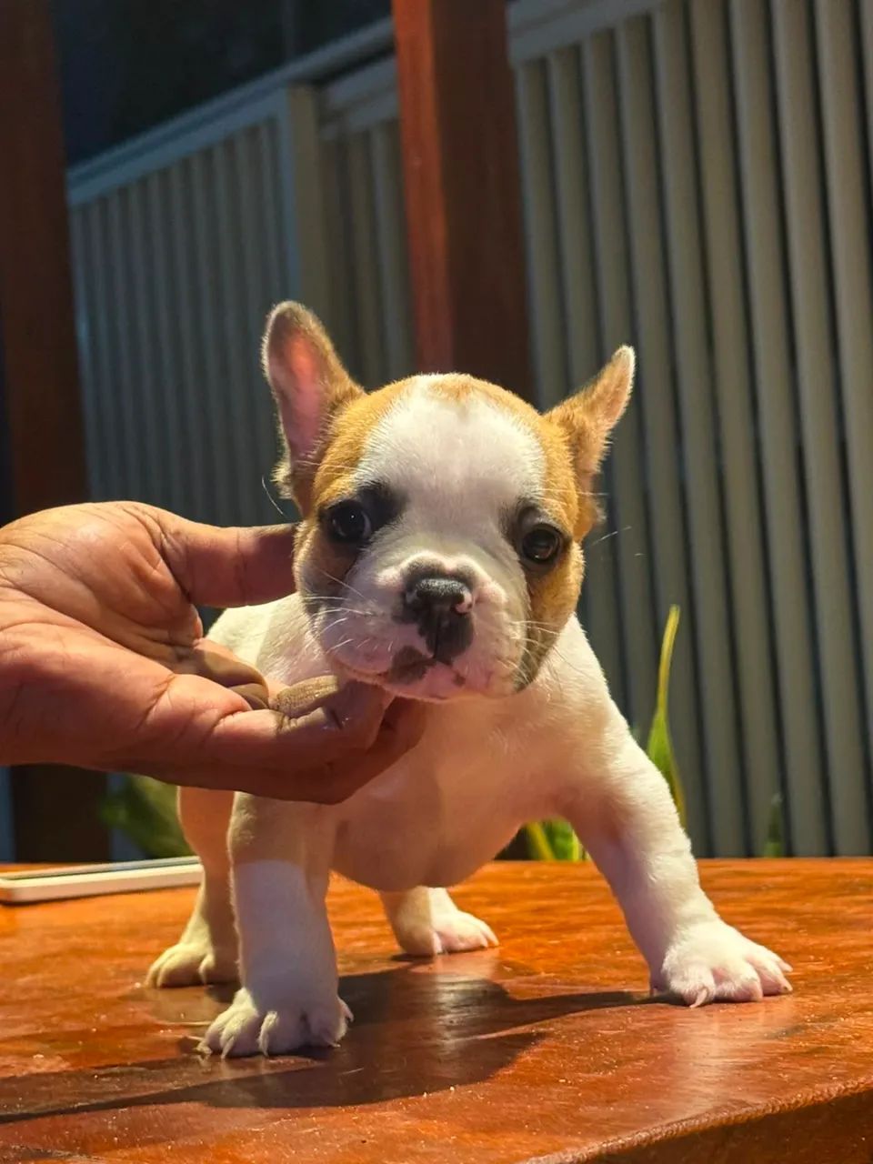 Buldogue Francês  - Foto 2