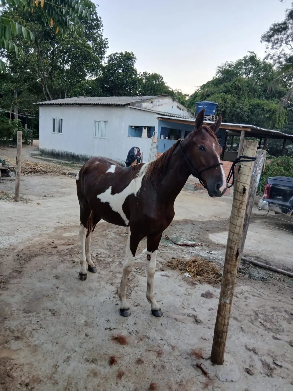 Potro Manga larga Filho de um cavalo máquina de picada .Registado - Foto 3
