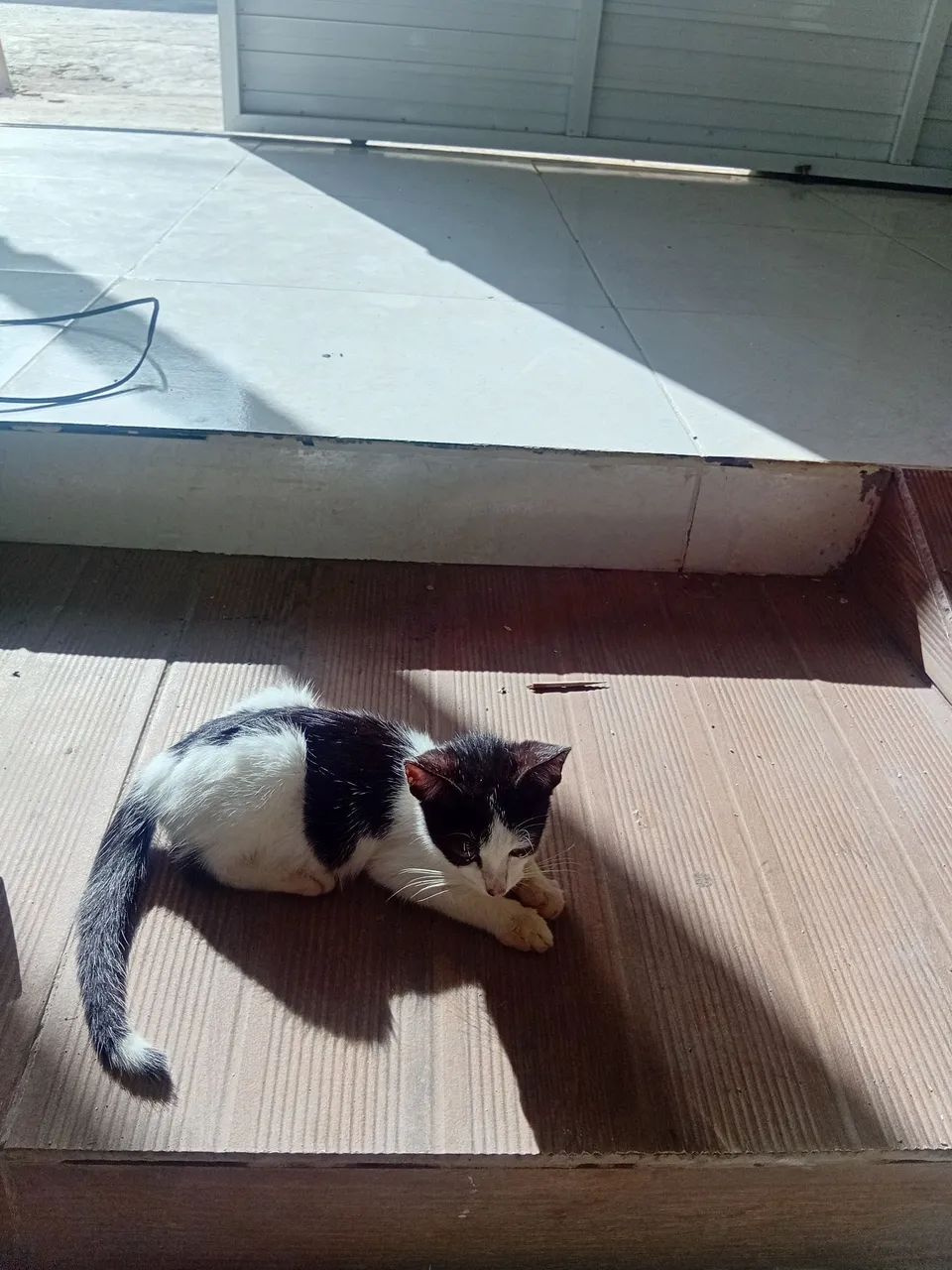 Doação gatos  - Foto 4