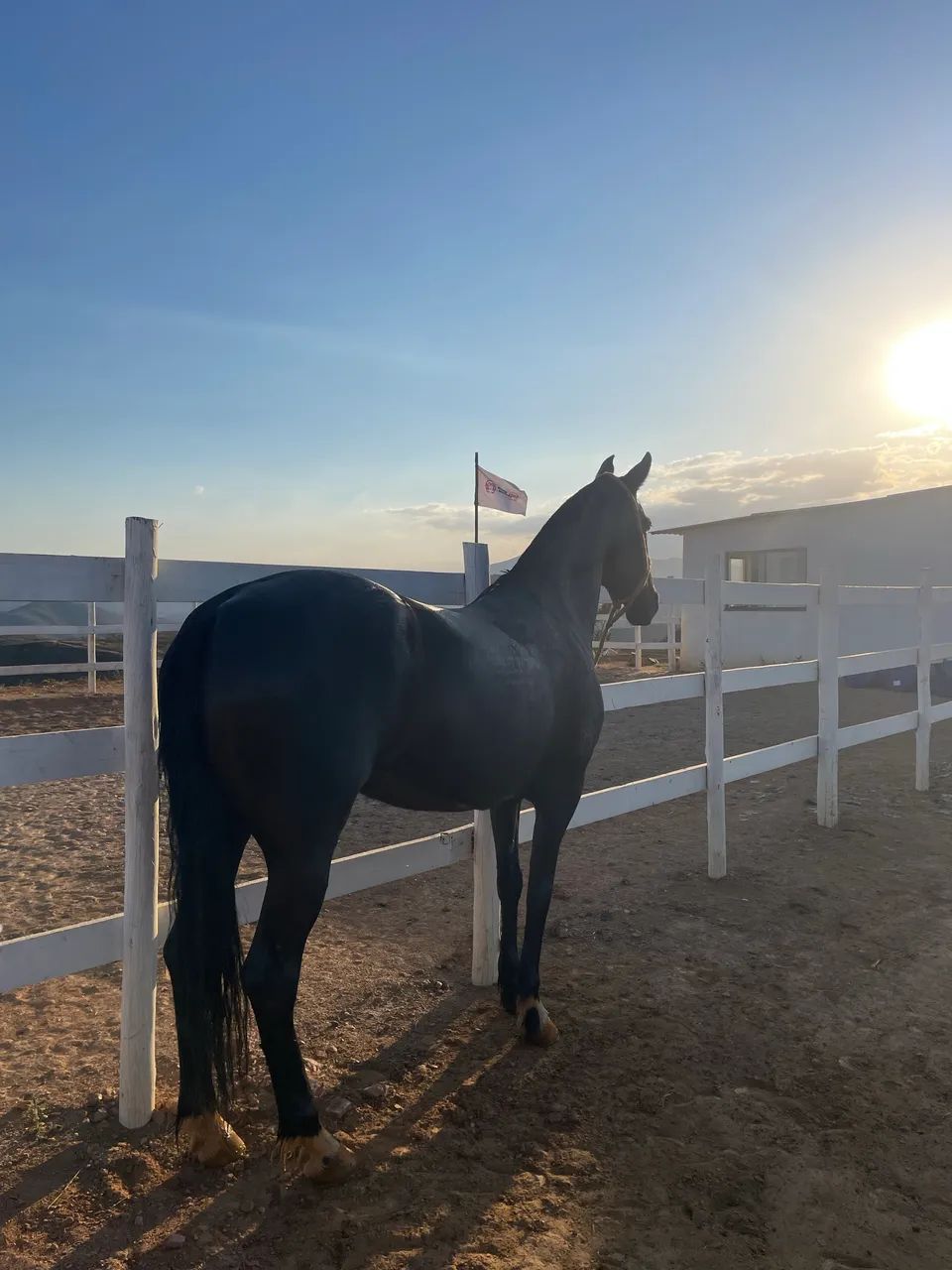 égua preta linda  - Foto 2