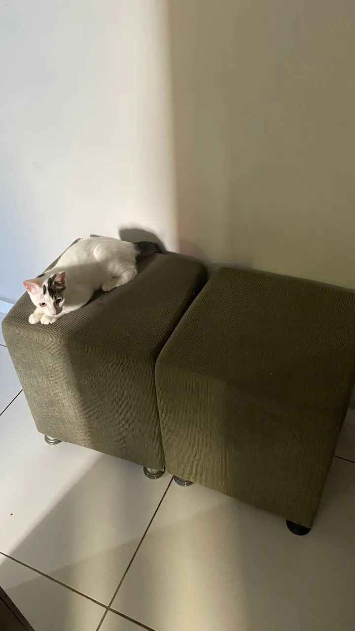 Dois lindos Puff - Foto 4