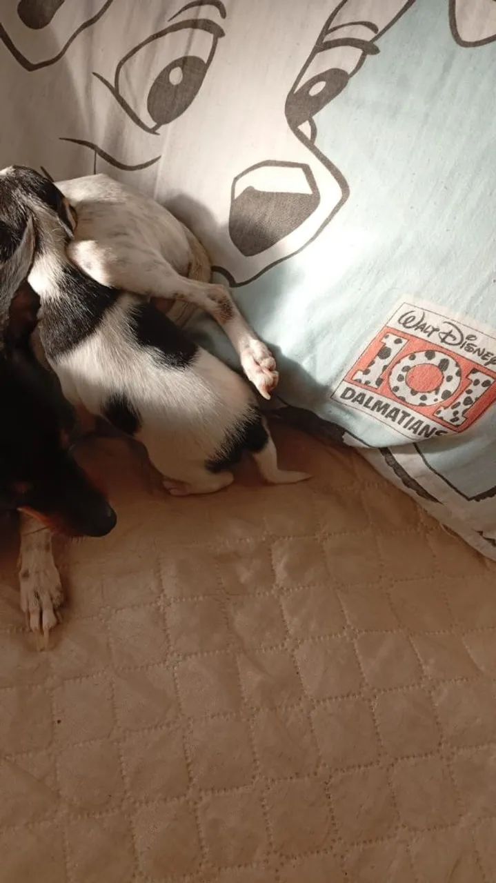 Pinscher OO .. - Foto 2