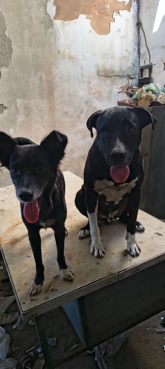 Adoção responsável  - Foto 2