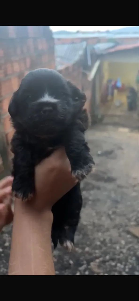 Vende-se shituzu  - Foto 2