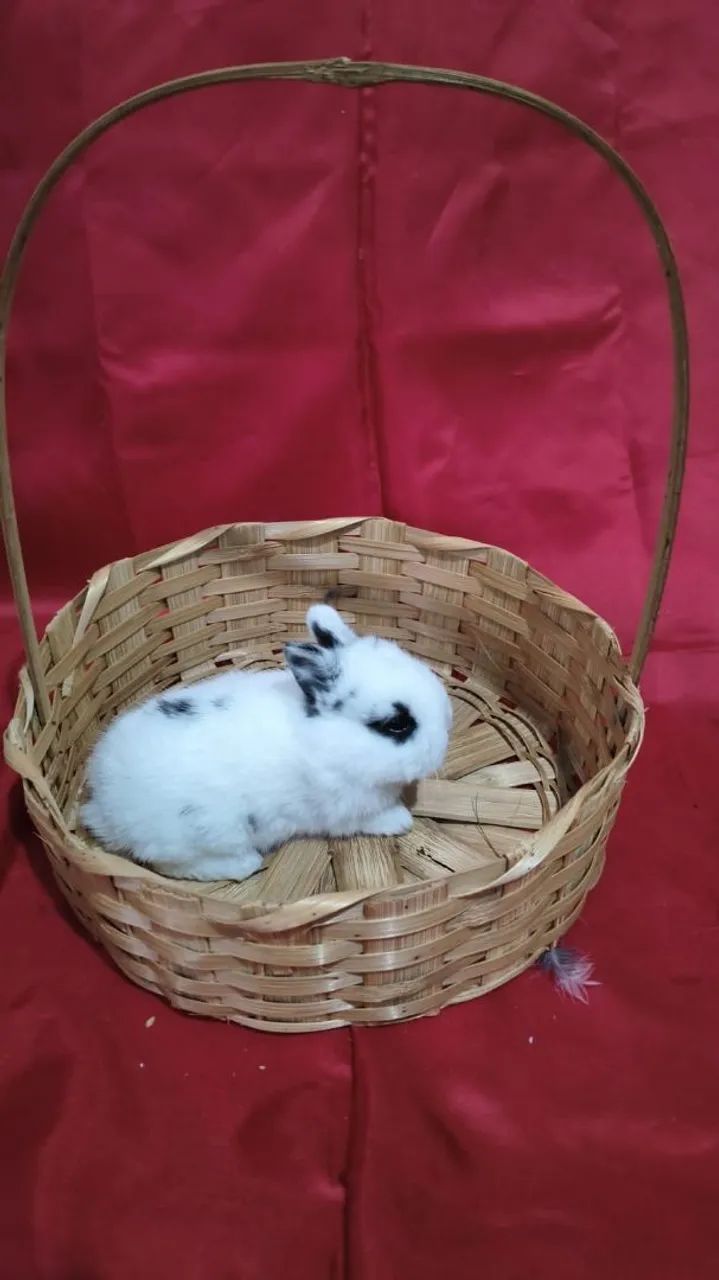 Vende-se mini coelhos anão raça Netherlands - Foto 2