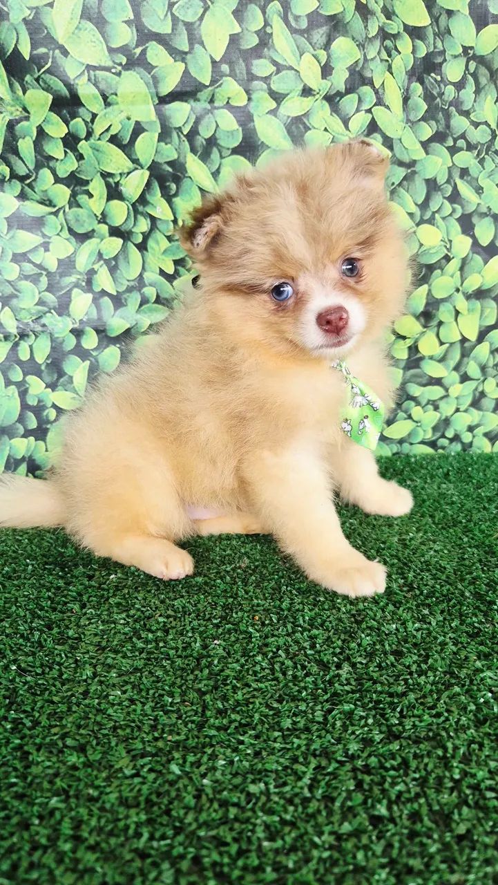 Machinho de Spitz Alemão 