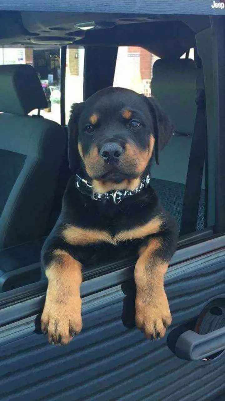 Filhote rottweiler, Carinho, diversão e lealdade!