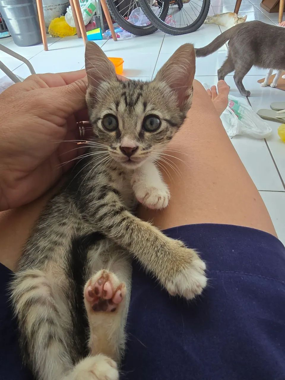 Gatinhos para Doação  - Foto 3