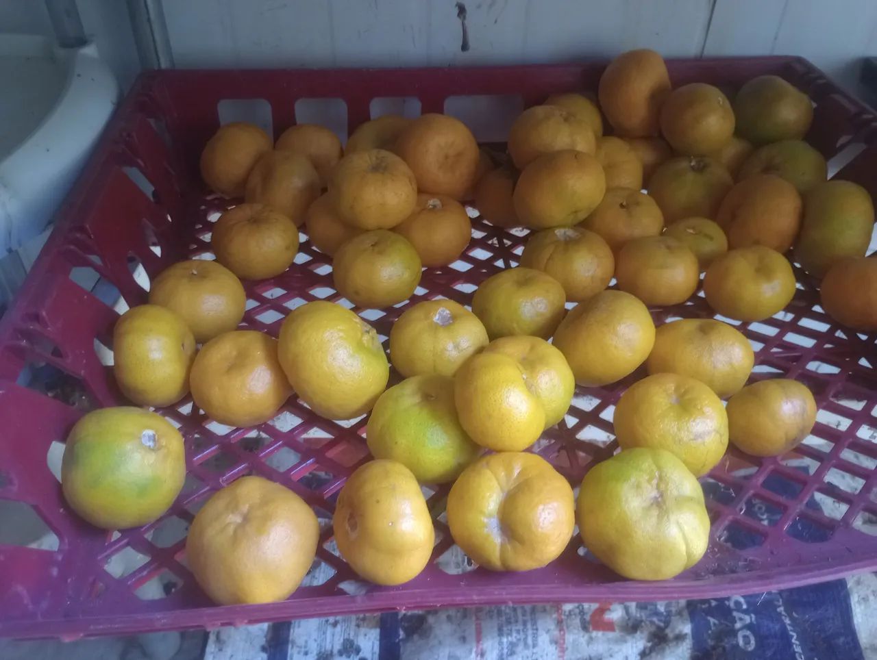 Tangerinas ponkan caixa  - Foto 2