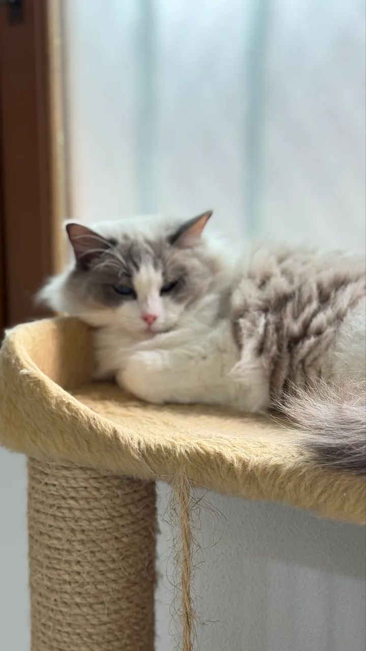 Fêmea Ragdoll  - Foto 3