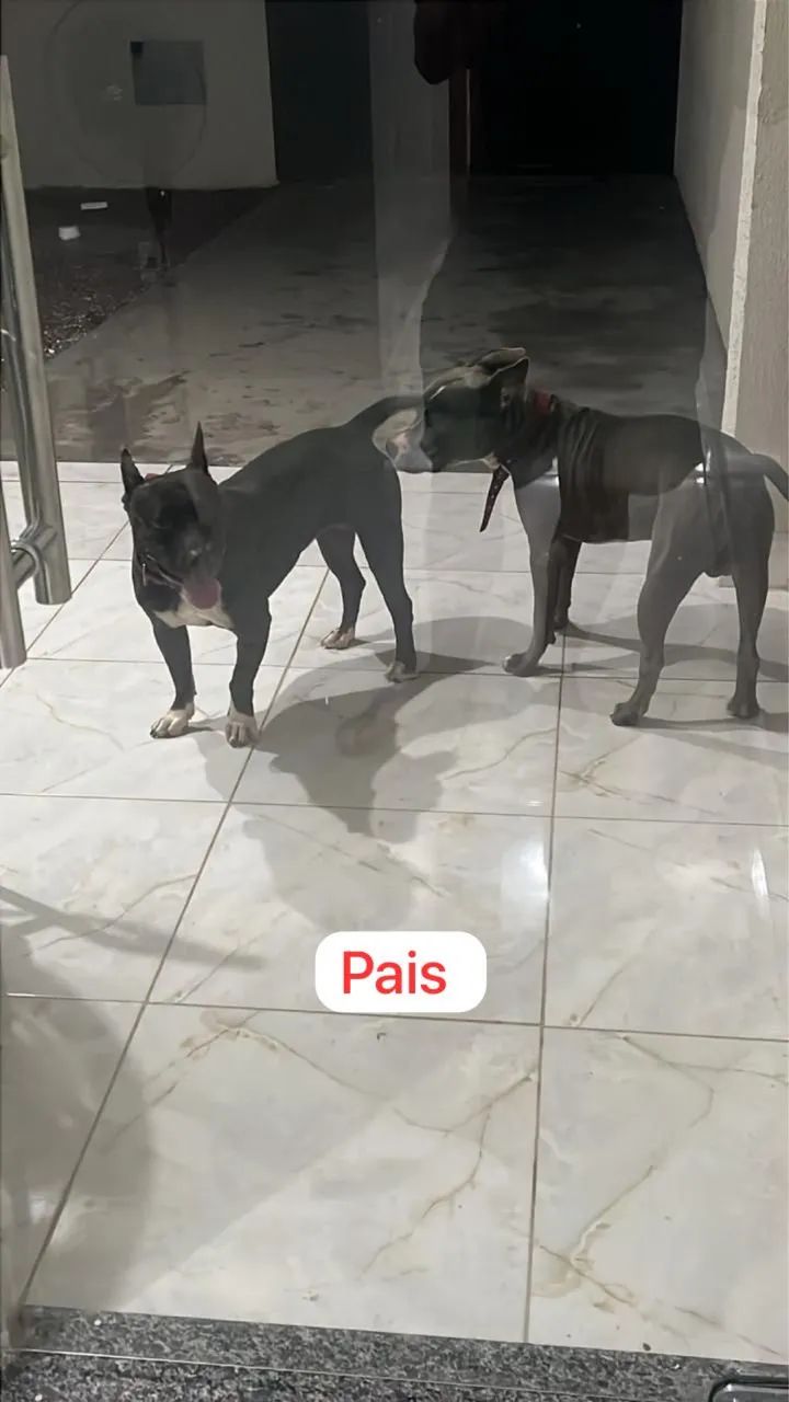Pitbull  - Foto 2
