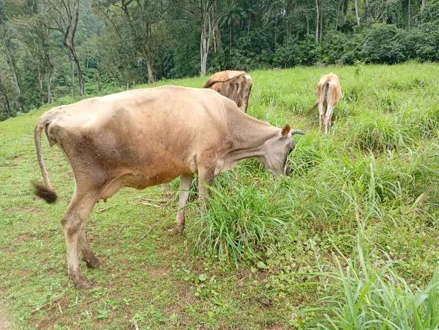 Vaca Jersey 