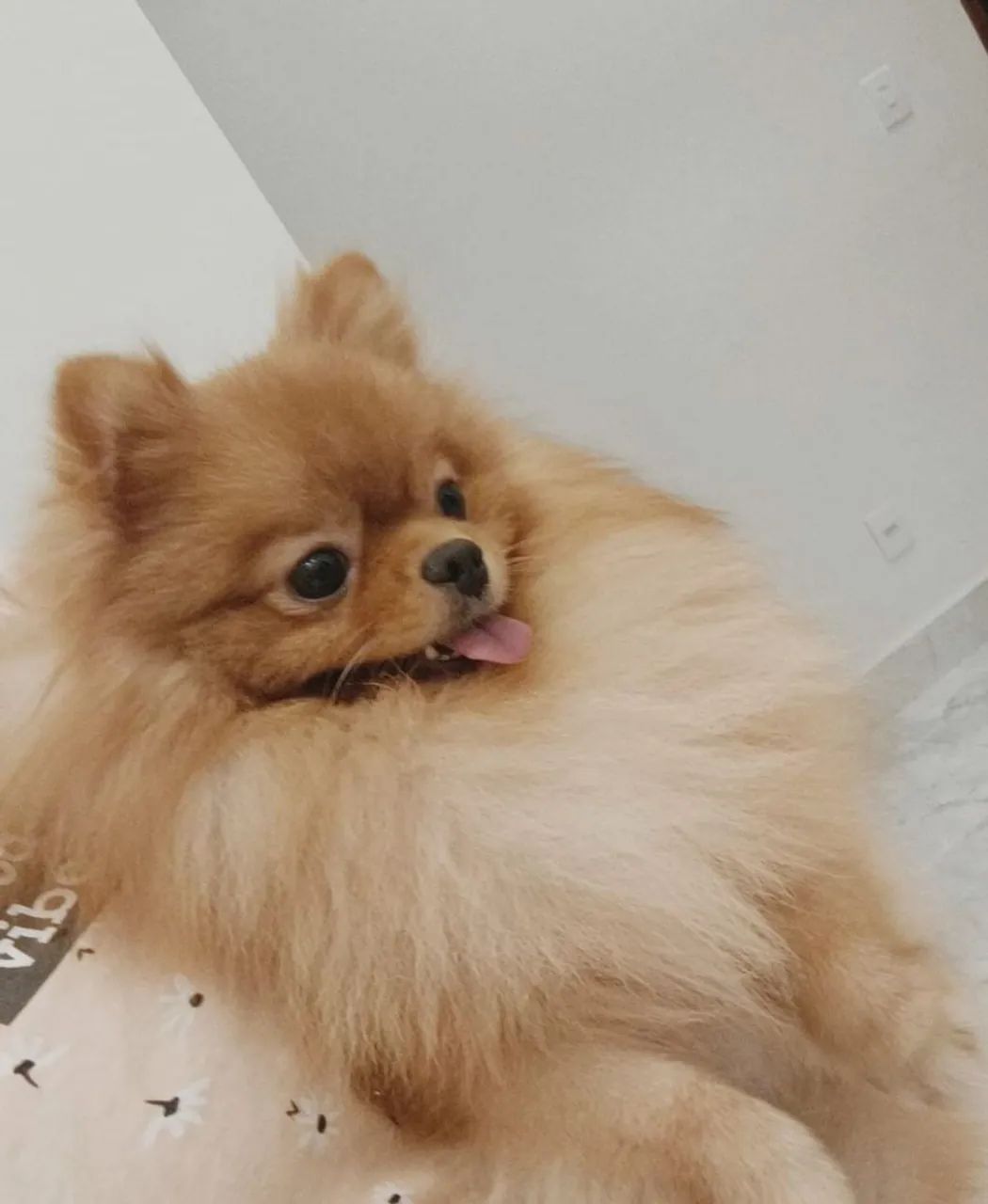 Lulu da pomerania ursinho para cruza - Foto 2
