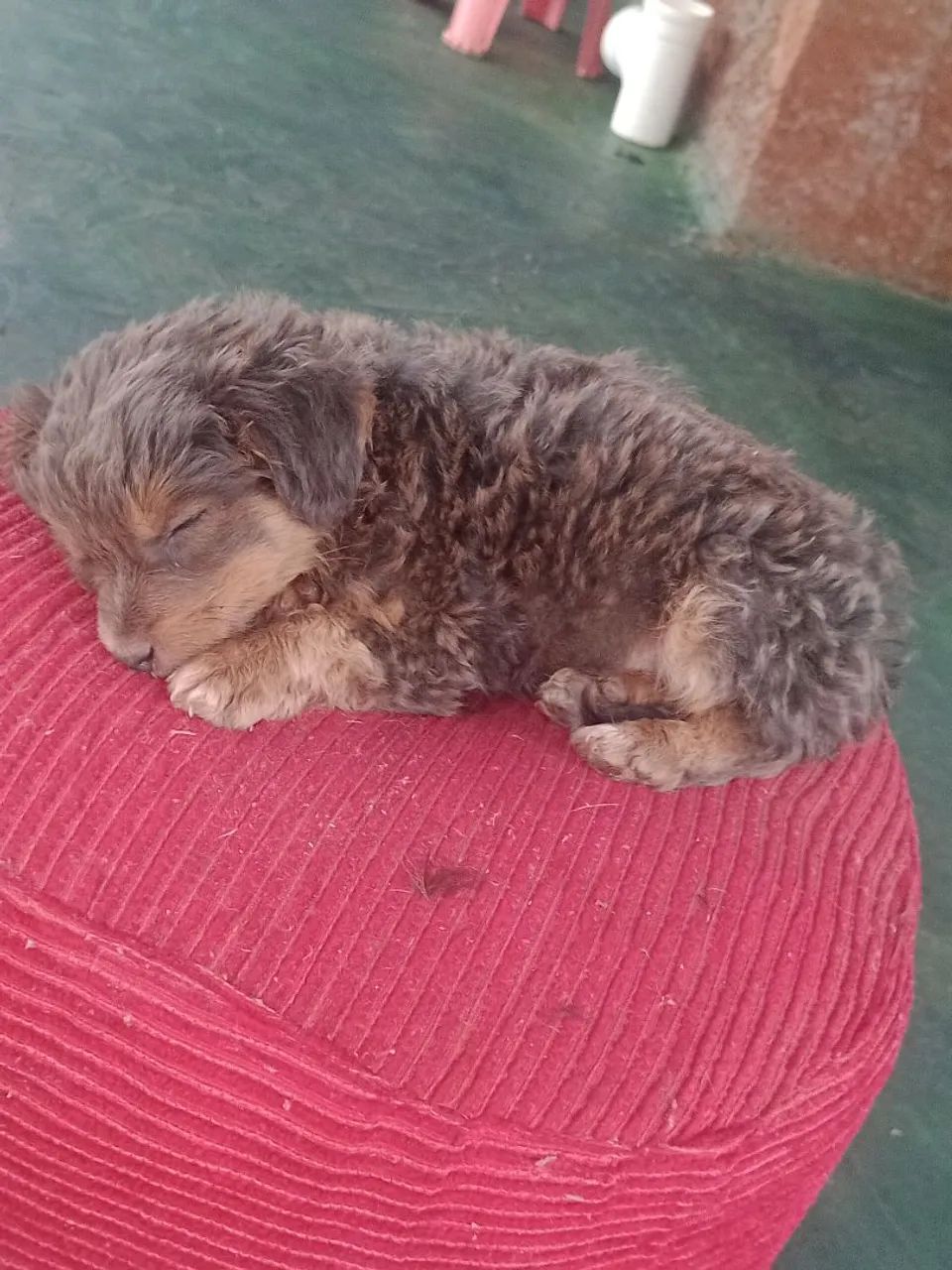 Shitzu com poodle-toy  - Foto 2