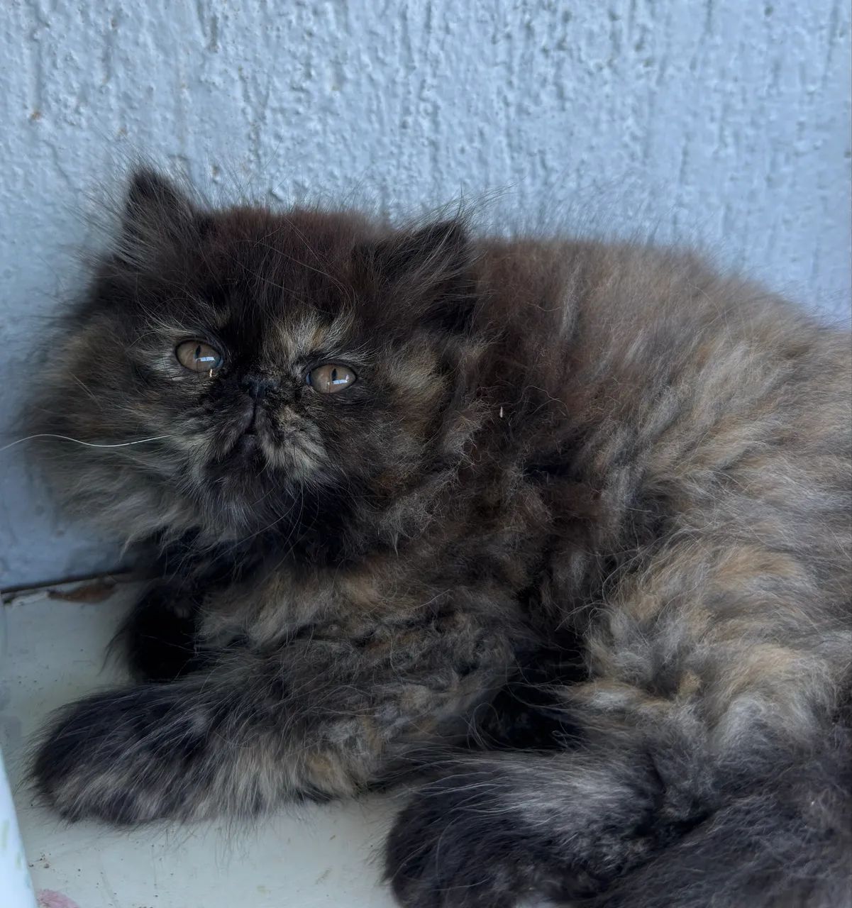 Gato Persa - Foto 6
