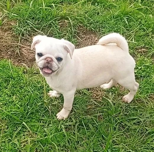 Filhotes de Pug Branco  - Foto 3