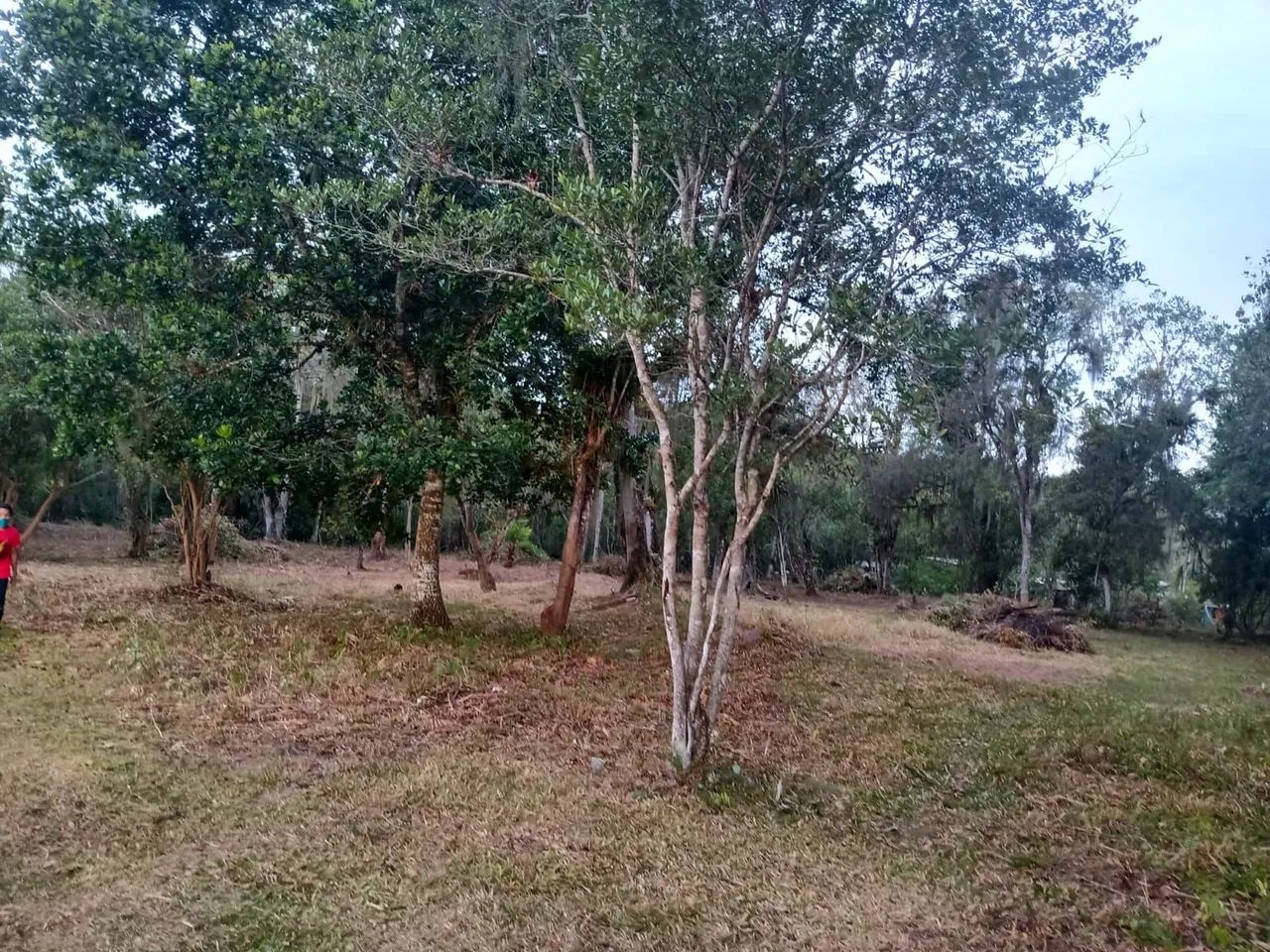 Vendo chácara em Alexandra - Foto 2