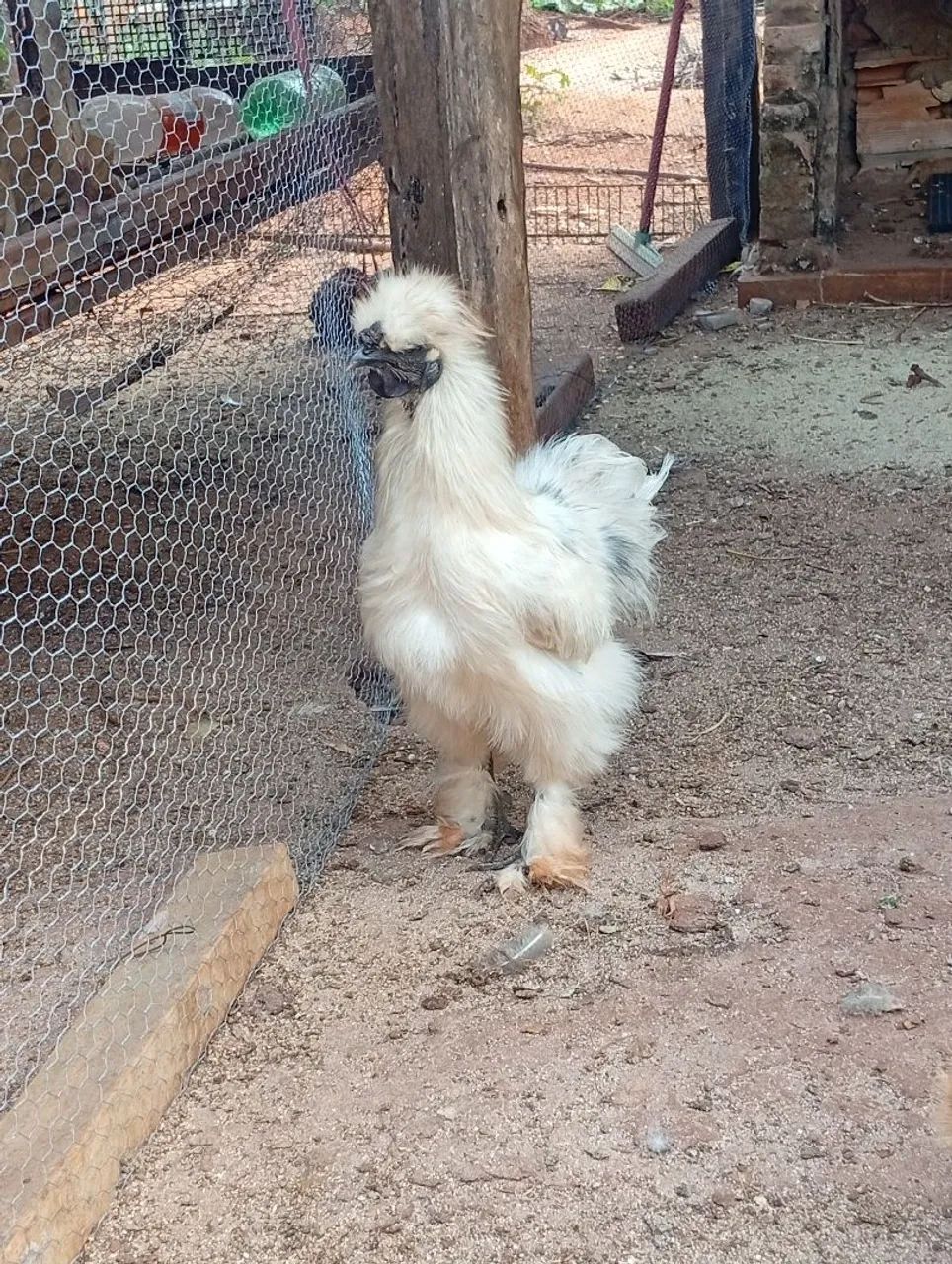 Galinha Sedosa - Foto 4