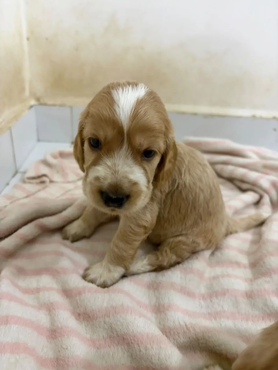 cocker spaniel inglês 