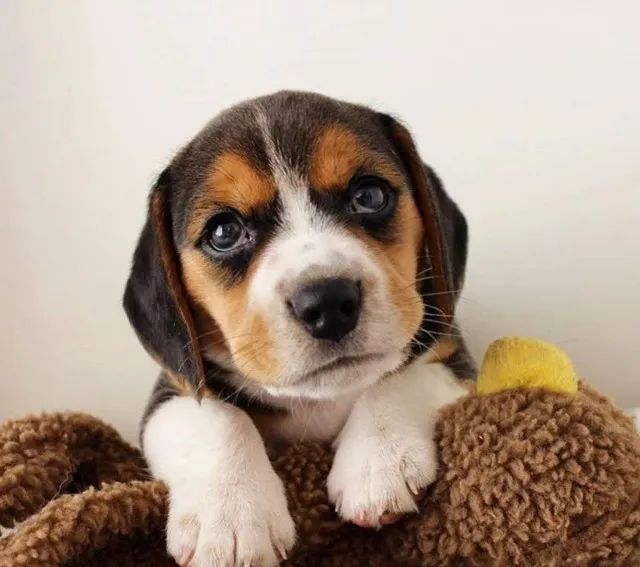 Beagle 13 Polegadas Afeto que se mantém verdadeiro