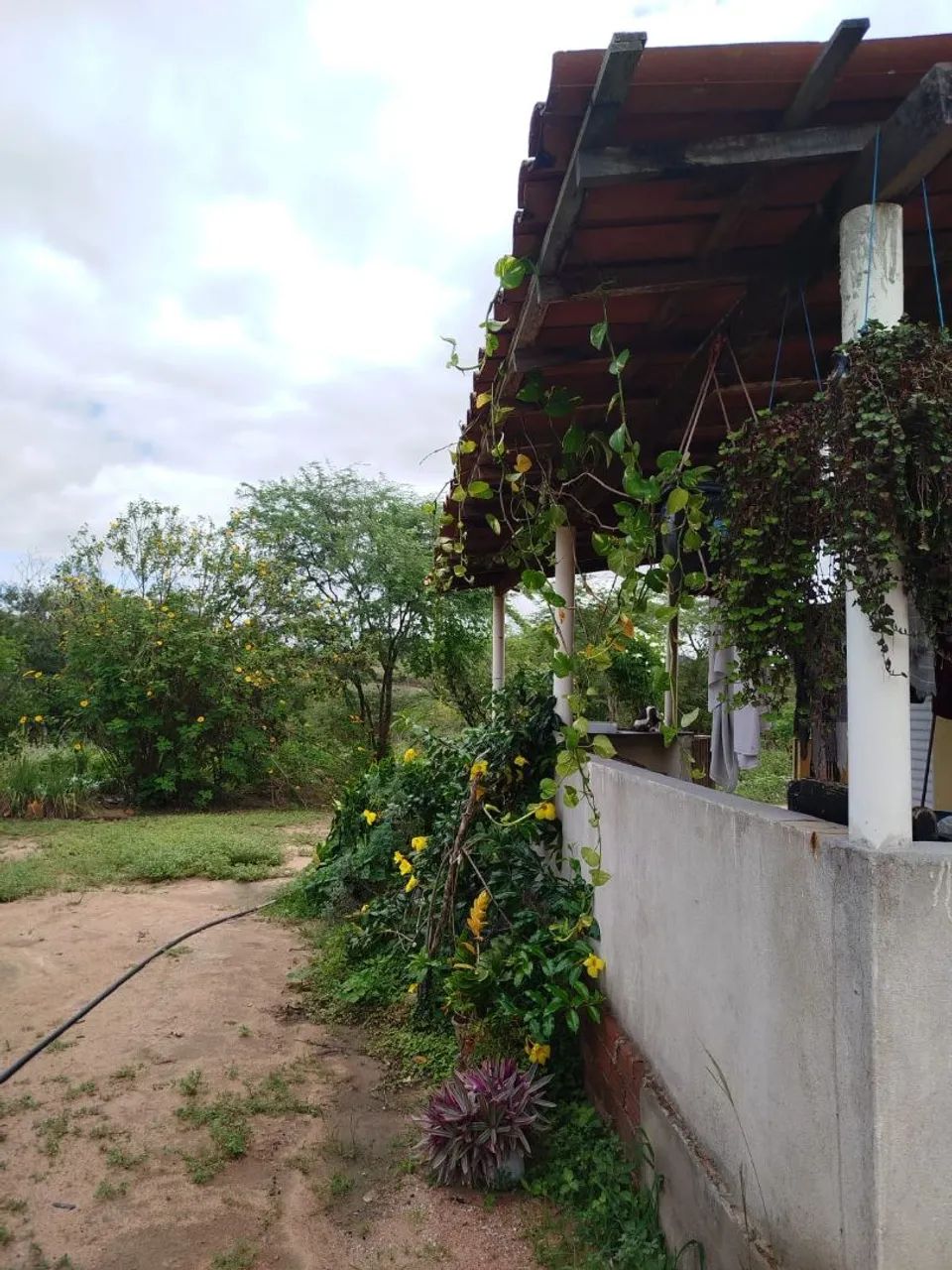 Sitio a venda em Tupanatinga Pernambuco  - Foto 3