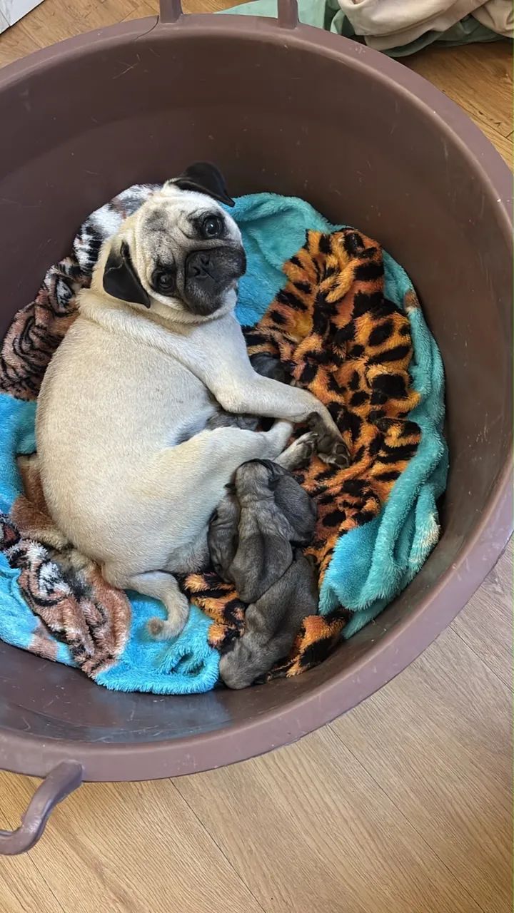 Pet