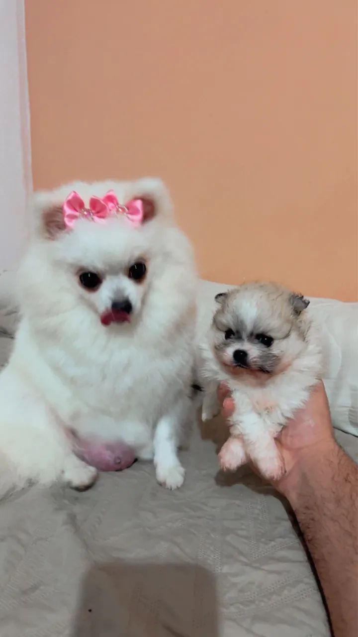 filhote de Lulu da Pomerânia - Foto 4