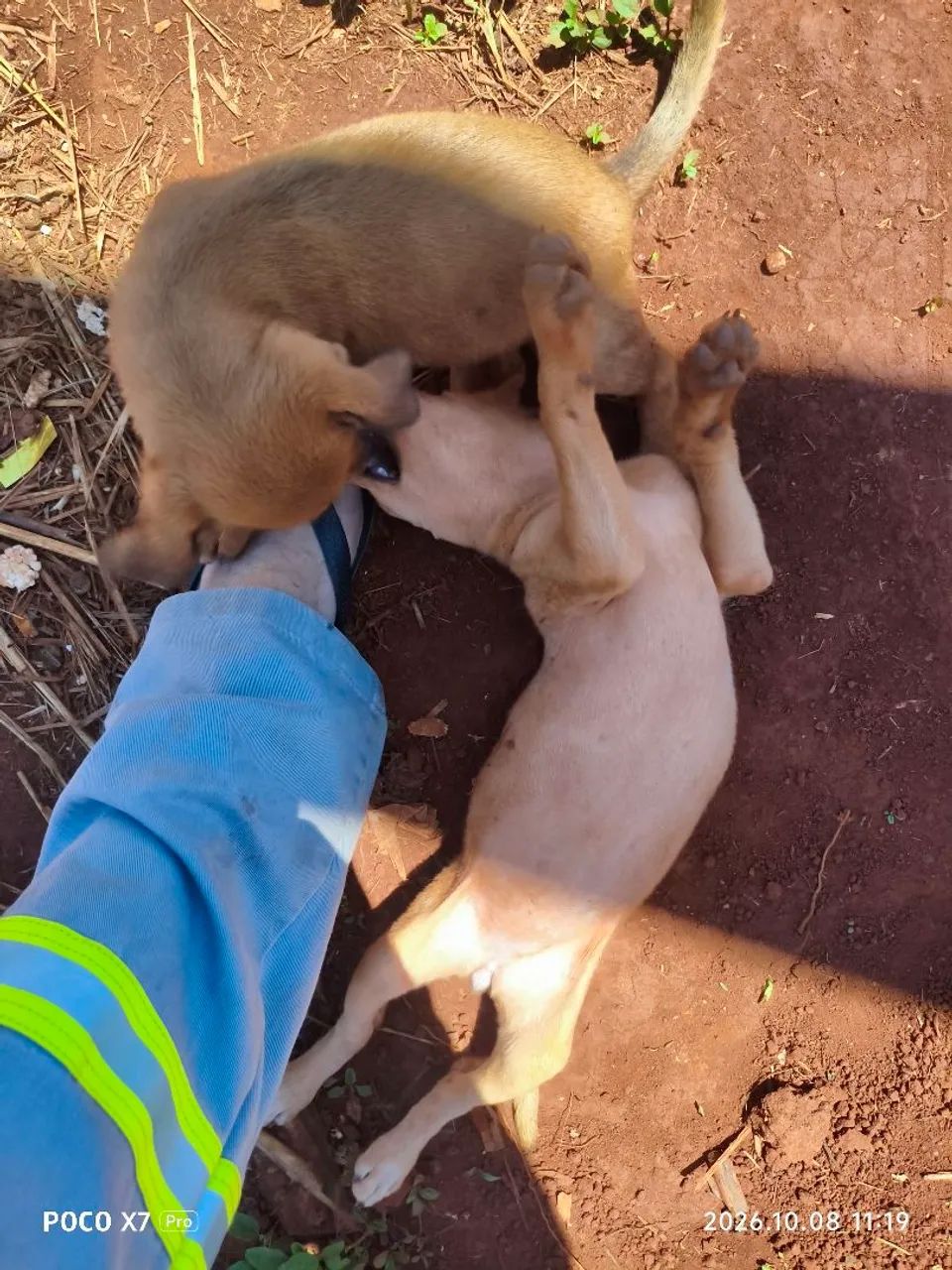 Doação de filhotes - Foto 2