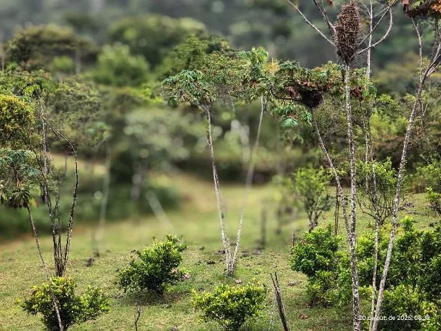 VENDE-SE TERRENO C0M 6,5 ha - MARAÚ - Foto 3