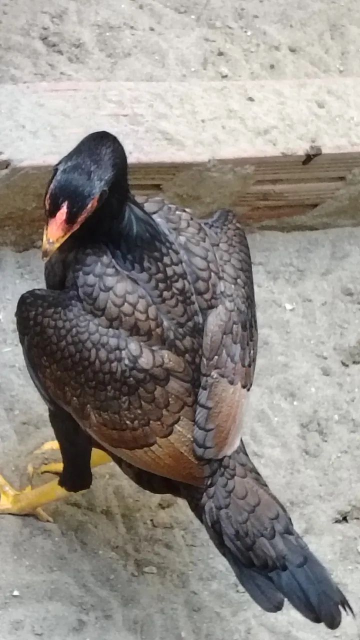 Frangas da raça Moura com 8 meses ideal para reprodução valor individual r$ 300 - Foto 5