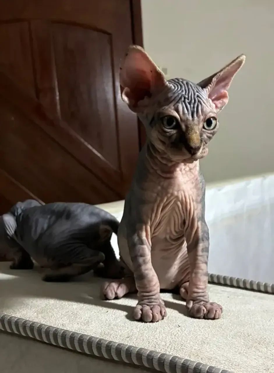 Gato sphynx * - Foto 2