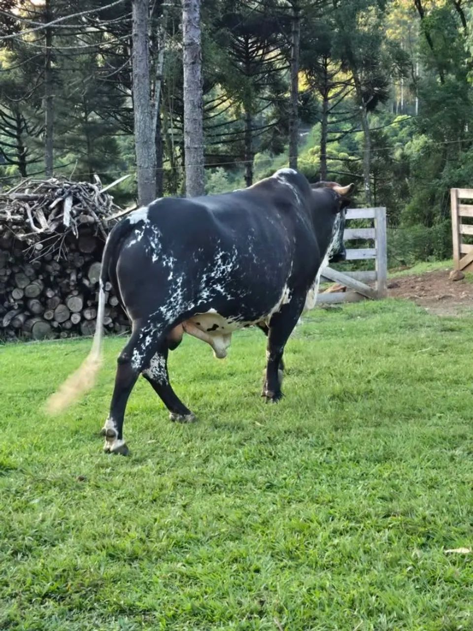 Touro Gir - Interior Canela RS - Tenho Vacas/Ovelhas - Animais Agropecuária - Foto 4