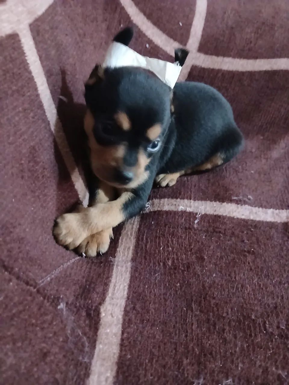 Pincher  bebes 