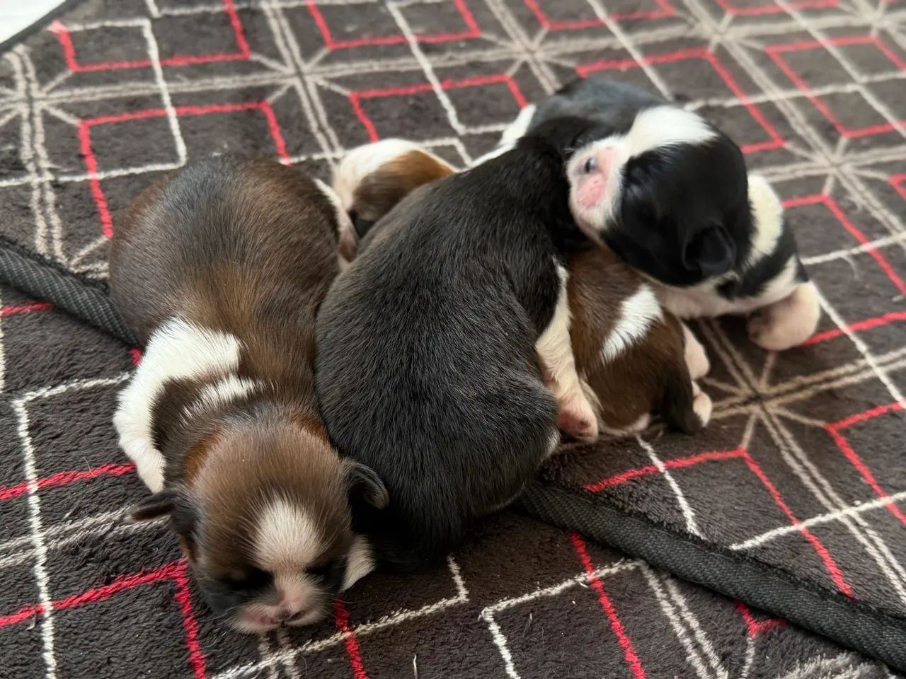 Shih-tzu  - Foto 3
