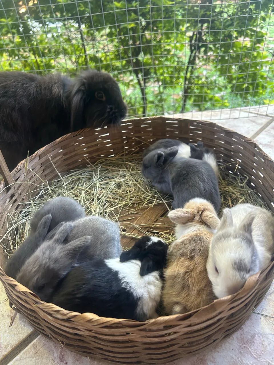 Coelho Mini Fuzzy Lop  - Foto 2